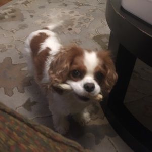 Meet your Posher, Suzanna